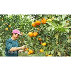 Bài văn tả cây ăn quả lớp 4 chọn lọc hay nhất