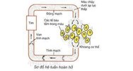 Hệ tuần hoàn hở là gì? Hệ tuần hoàn hở có đặc điểm gồm những gì?