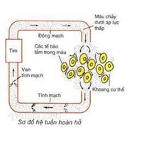 Hệ tuần hoàn hở là gì? Hệ tuần hoàn hở có đặc điểm gồm những gì?