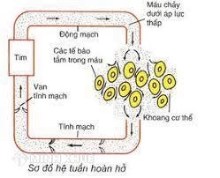 Hệ tuần hoàn hở là gì? Hệ tuần hoàn hở có đặc điểm gồm những gì?