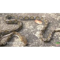 Con nưa là con gì? Con nưa 9 mũi có độc không?