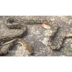Con nưa là con gì? Con nưa 9 mũi có độc không?