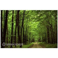 Phân tích hình tượng cây xà nu trong tác phẩm Rừng xà nu hay nhất