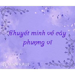 Thuyết minh về cây phượng vĩ chọn lọc hay nhất