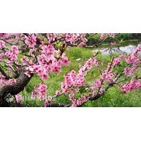 Thuyết minh về cây hoa đào chọn lọc hay nhất