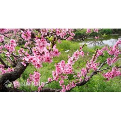Thuyết minh về cây hoa đào chọn lọc hay nhất