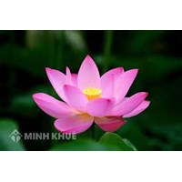 Thuyết minh về hoa sen chọn lọc hay nhất