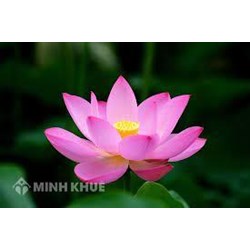 Thuyết minh về hoa sen chọn lọc hay nhất