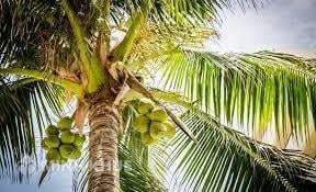 Thuyết minh về cây dừa chọn lọc hay nhất Thuyết Minh Về Cây Dừa Chọn Lọc Hay Nhất