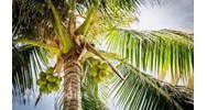 Thuyết minh về cây dừa chọn lọc hay nhất