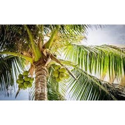 Thuyết minh về cây dừa chọn lọc hay nhất
