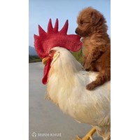 Bài toán Vừa gà vừa chó bó lại cho tròn 36 con 100 chân chẵn và các bài toán tương tự