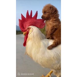 Bài toán Vừa gà vừa chó bó lại cho tròn 36 con 100 chân chẵn và các bài toán tương tự