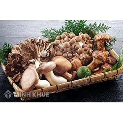 Nấm là gì? Nấm có phải là thực vật không? Trong tự nhiên nấm có vai trò gì?