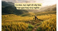 Ca dao, tục ngữ về cây lúa, hạt gạo hay và ý nghĩa nhất