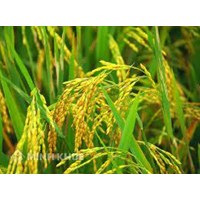 Ca dao, tục ngữ về cây lúa, hạt gạo hay và ý nghĩa nhất