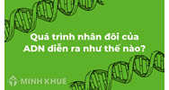 Quá trình nhân đôi của ADN diễn ra như thế nào?