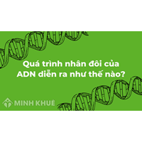 Quá trình nhân đôi của ADN diễn ra như thế nào?
