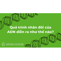 Quá trình nhân đôi của ADN diễn ra như thế nào?