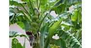 Thuyết minh về cây chuối chọn lọc hay nhất