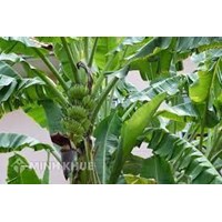 Thuyết minh về cây chuối chọn lọc hay nhất