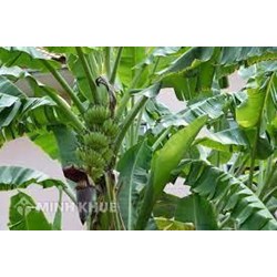Thuyết minh về cây chuối chọn lọc hay nhất