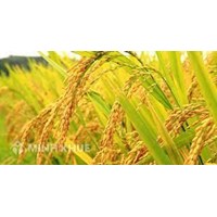Thuyết minh về cây lúa chọn lọc hay nhất