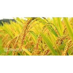 Thuyết minh về cây lúa chọn lọc hay nhất