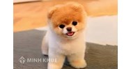 Tả hình dáng (hoặc hoạt động) của một con vật mà em thích hay nhất