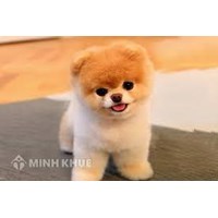 Tả hình dáng (hoặc hoạt động) của một con vật mà em thích hay nhất