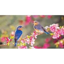 Cảm nhận về ước nguyện của tác giả trong bài thơ Mùa xuân nho nhỏ hay nhất