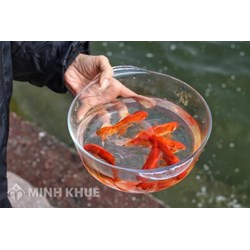 Cách chọn và thả cá chép ngày ông Công ông Táo Tết âm lịch