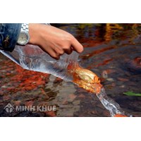Văn khấn phóng sinh đầy đủ, chuẩn nhất năm 2025