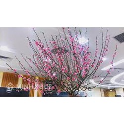 Các loại cây phá tài tán lộc, không nên đặt trong nhà dịp Tết