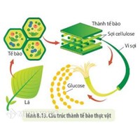 Thành tế bào là gì? Cấu tạo, chức năng và vai trò thành tế bào?