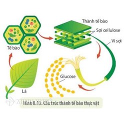 Thành tế bào là gì? Cấu tạo, chức năng và vai trò thành tế bào?