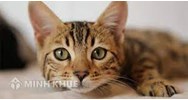 Thuyết minh về con mèo chọn lọc hay nhất