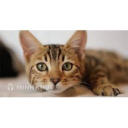 Thuyết minh về con mèo chọn lọc hay nhất
