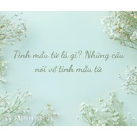 Tình mẫu tử là gì? Ví dụ và những câu nói ý nghĩa về tình mẫu tử thiêng liêng