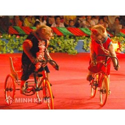 Kể về một buổi biểu diễn nghệ thuật chọn lọc hay nhất