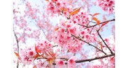 Văn khấn tiết lập xuân hàng năm chuẩn nhất