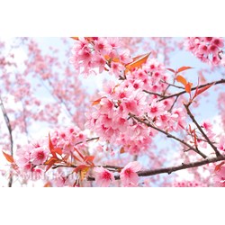 Văn khấn tiết lập xuân hàng năm chuẩn nhất