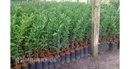 Mẫu đơn xin xuất nhập khẩu giống cây lâm nghiệp mới nhất