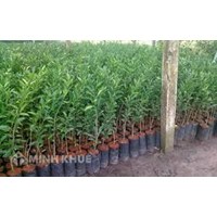 Mẫu đơn xin xuất nhập khẩu giống cây lâm nghiệp mới nhất