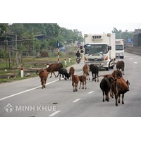 Thả rông súc vật trâu bò, chó chạy ra đường bị xử lý thế nào?