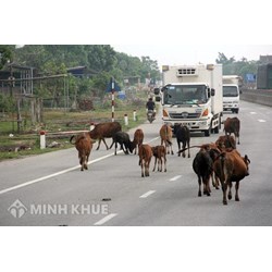 Thả rông súc vật trâu bò, chó chạy ra đường bị xử lý thế nào?