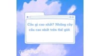 Cầu gì cao nhất? Top những cây cầu cao nhất trên thế giới