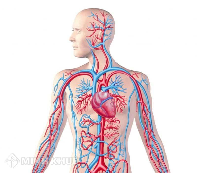 Có những yếu tố nào ảnh hưởng đến vận tốc máu chảy trong hệ mạch ngoài việc diện tích mạch?
