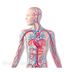 Máu chảy trong hệ tuần hoàn hở như thế nào?