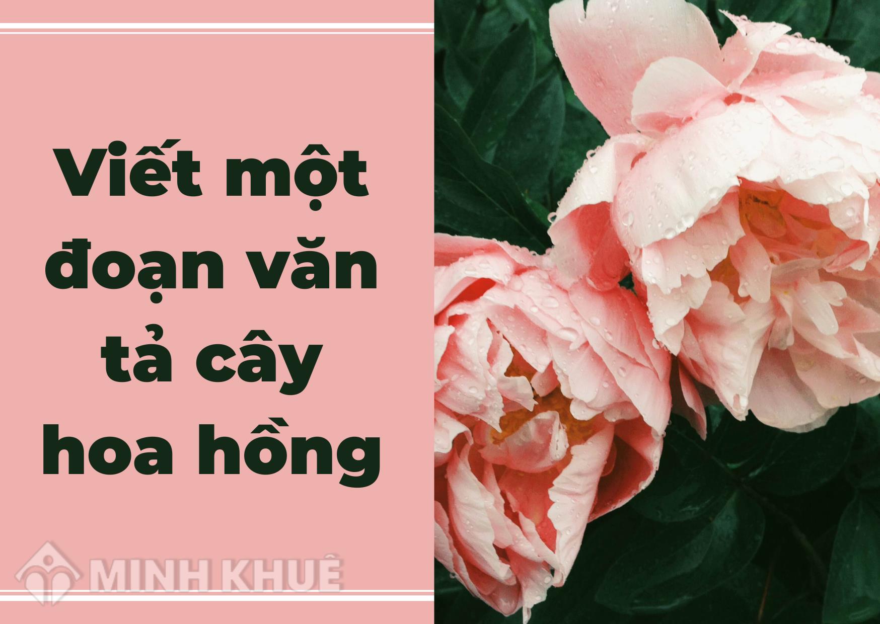 Viết Một Đoạn Văn Tả Hoa Hồng - Nét Đẹp Kiêu Sa Của Nữ Hoàng Các Loài Hoa